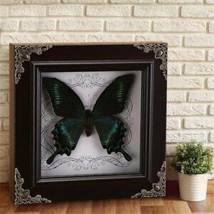 AMAZING Real Butterfly Shadow Box WALL ART Home Decor Whimsical Butterflies